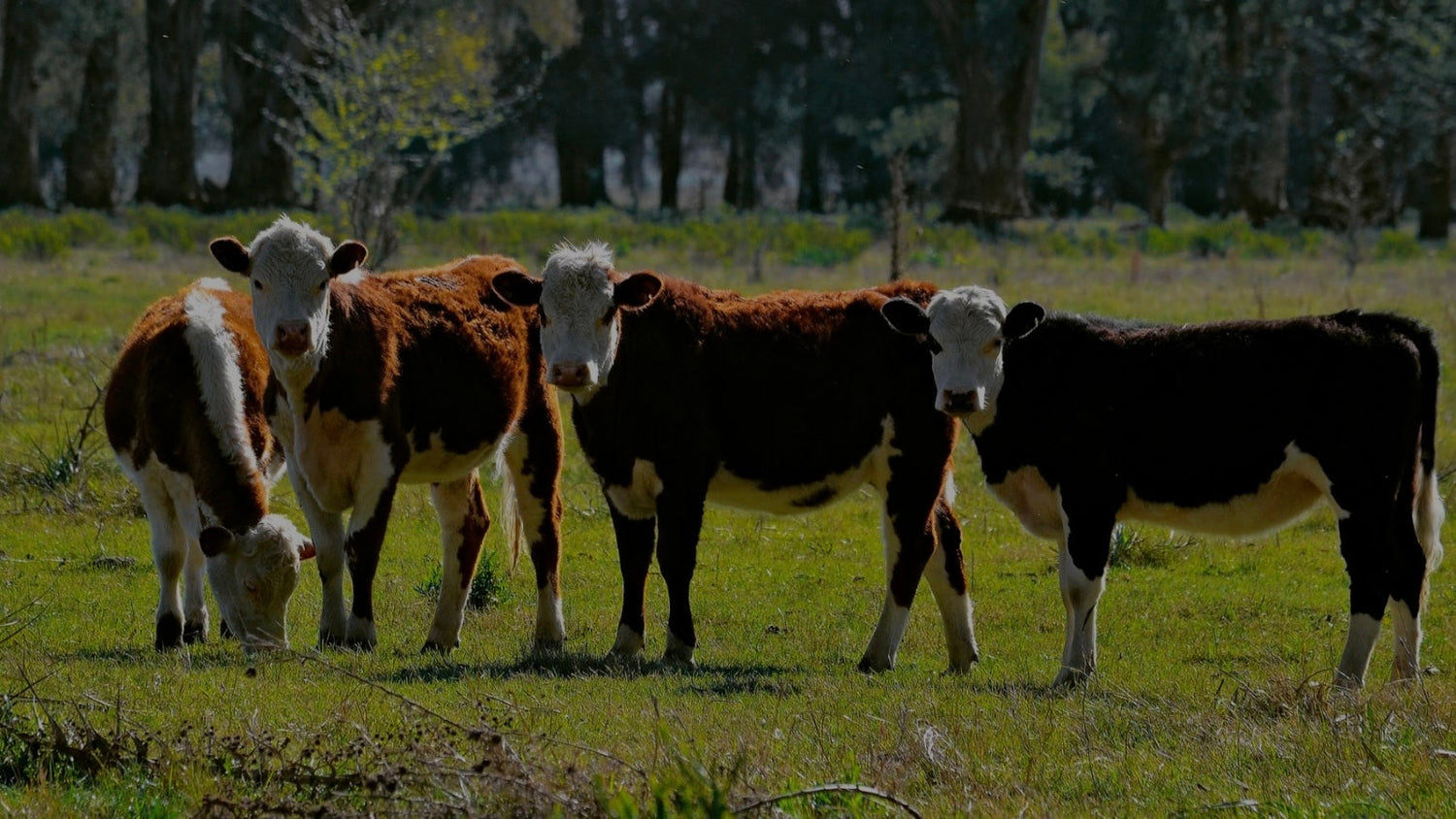 100% Organic Grass Fed Beef  Primal Cuts