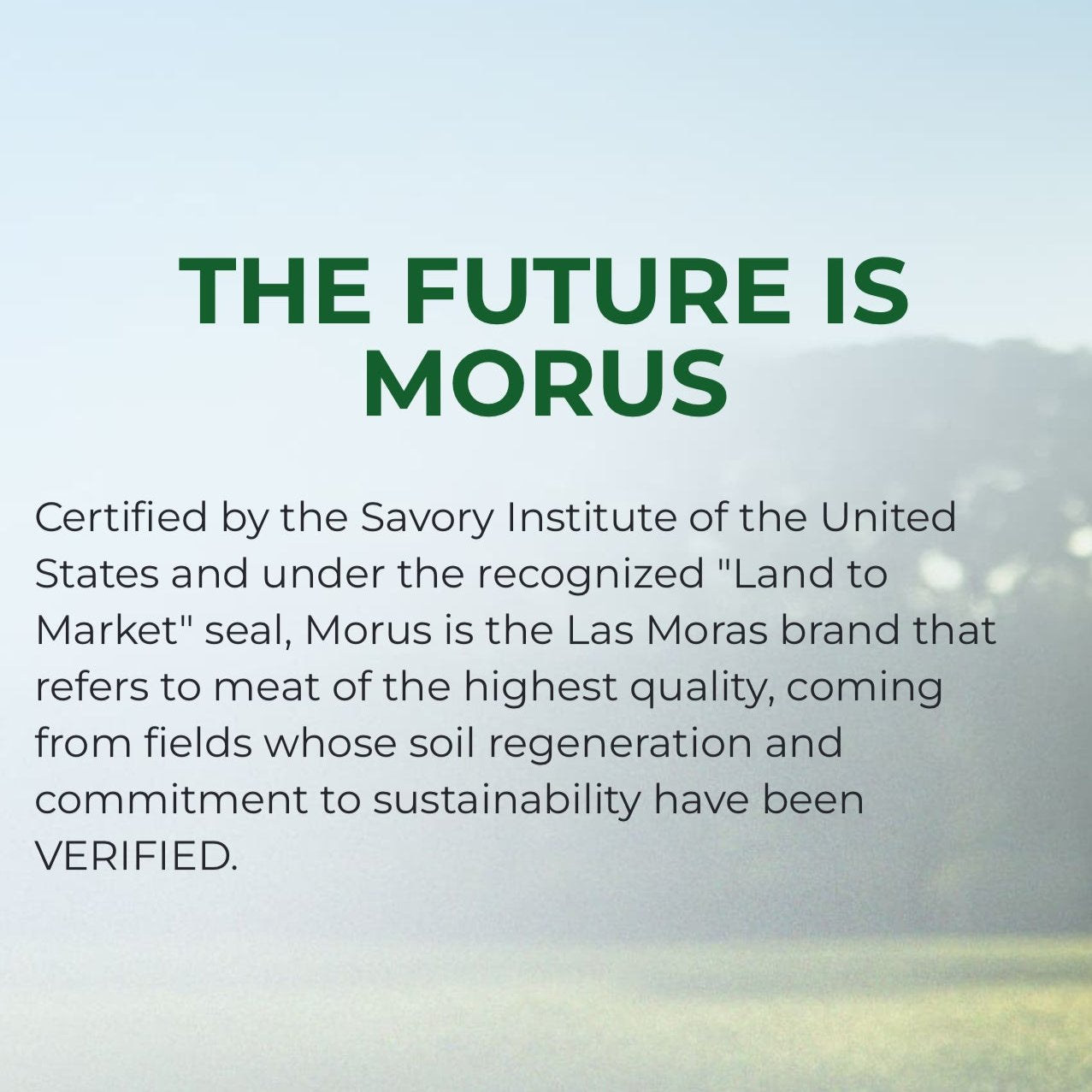 Grass Fed Beef RIBEYE - MORUS- Regenerative raised & Certified